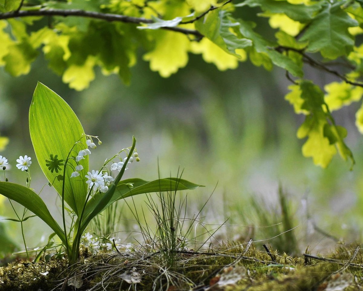 Первоцвет Эдельвейс