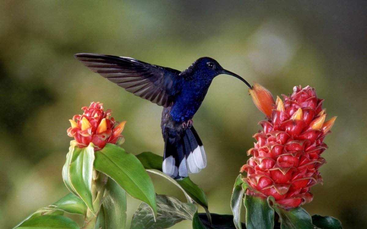 Разные птицы