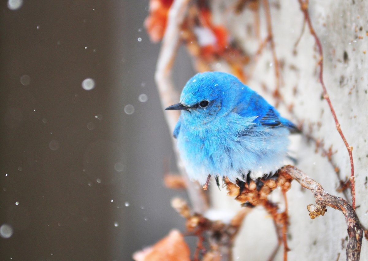 Восточная сиалия зимой