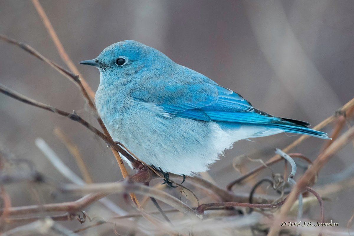 Сиалия Лазурная птица