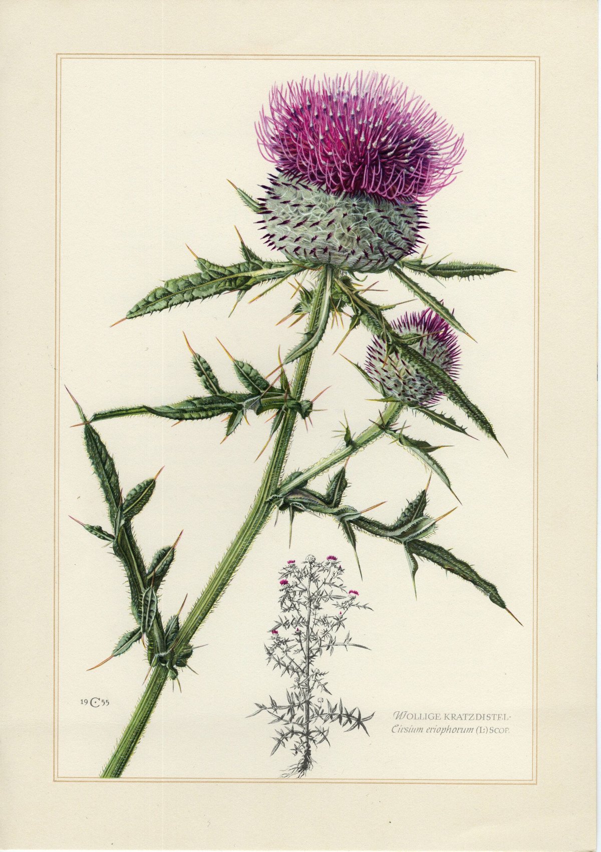 Бодяк лопух чертополох