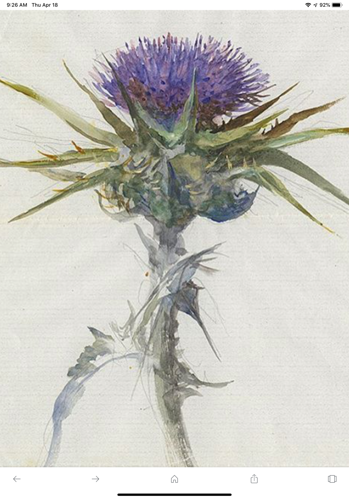 Ботаническая живопись чертополох