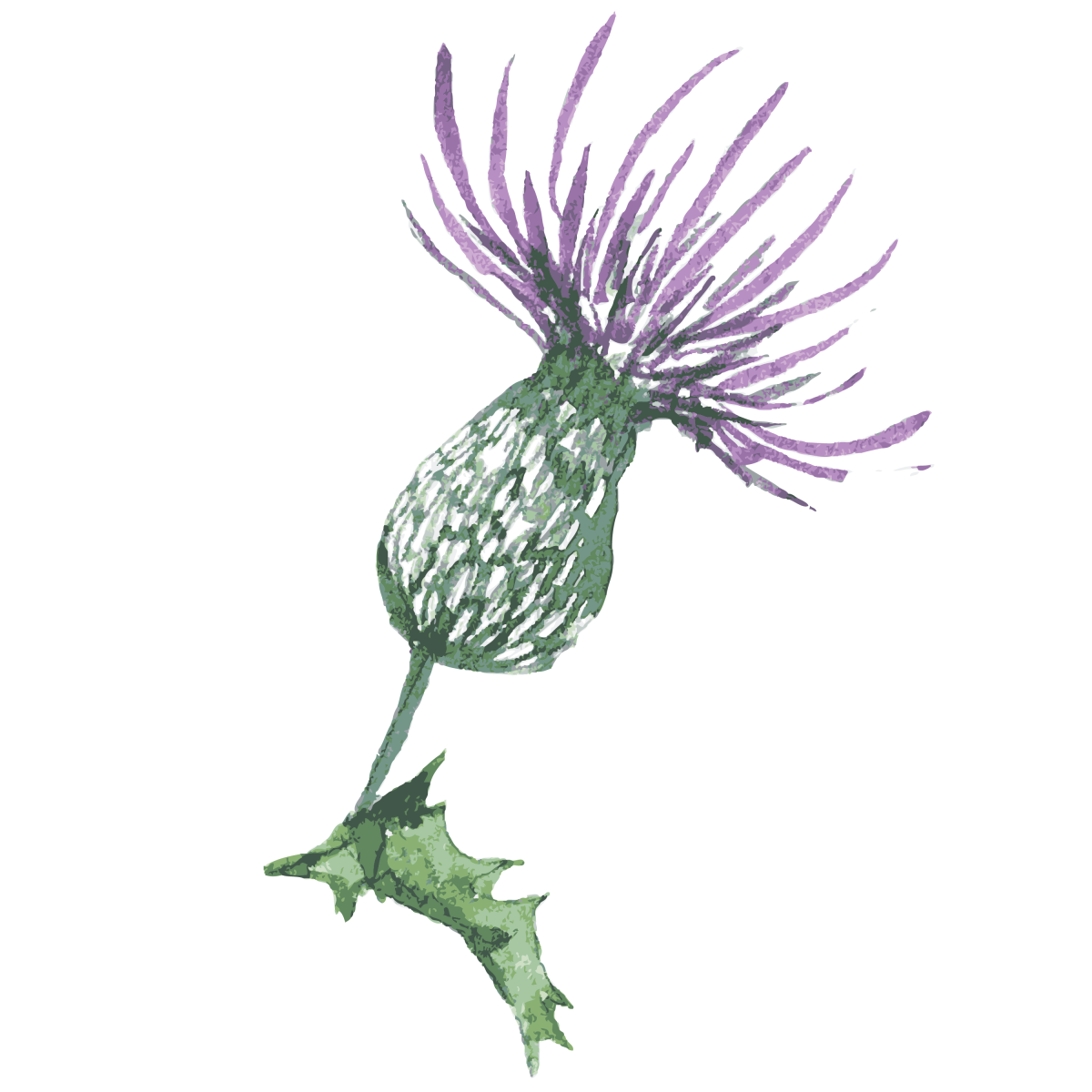 Артишок расторопша одуванчик