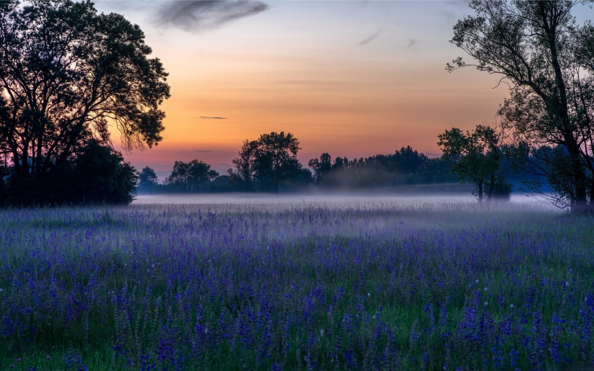 Луг Сумерки