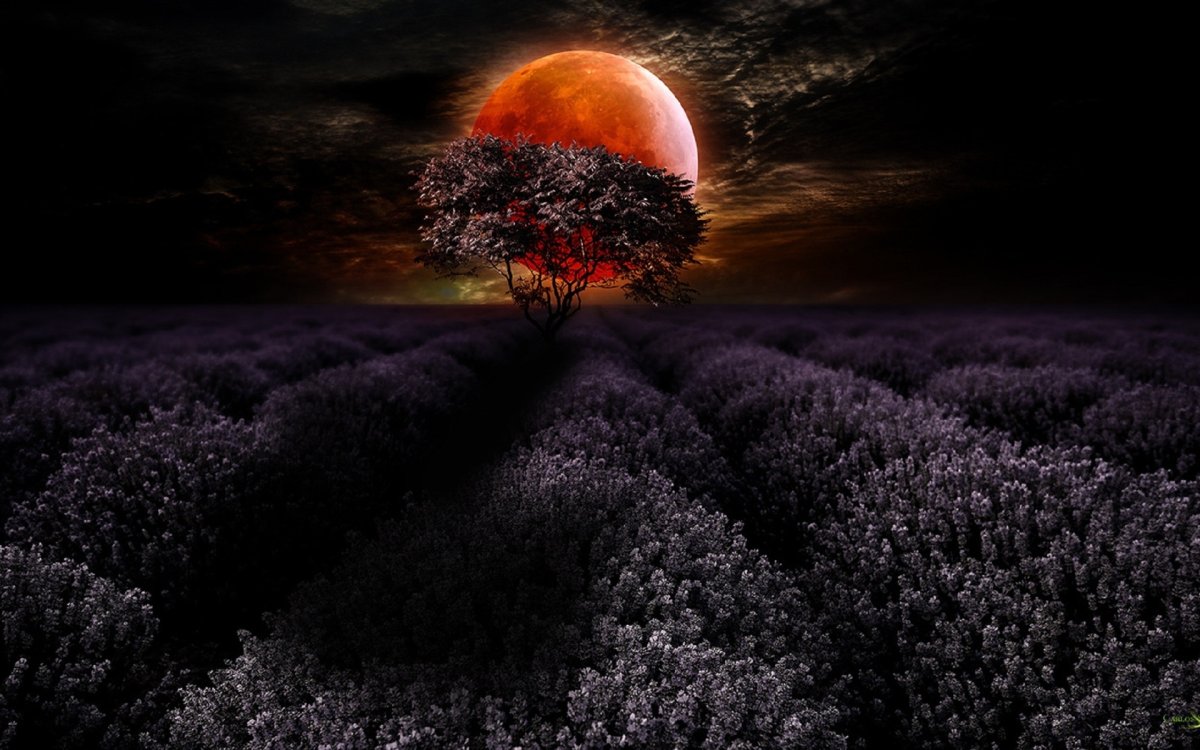 Луна и цветы