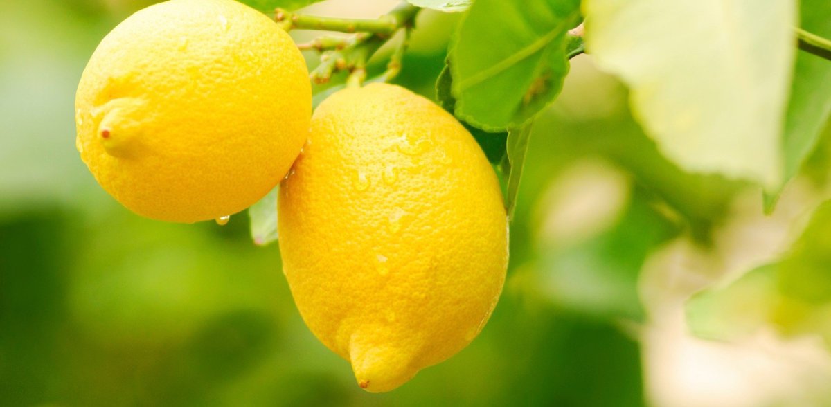 Лимон Фрутто Пикколо