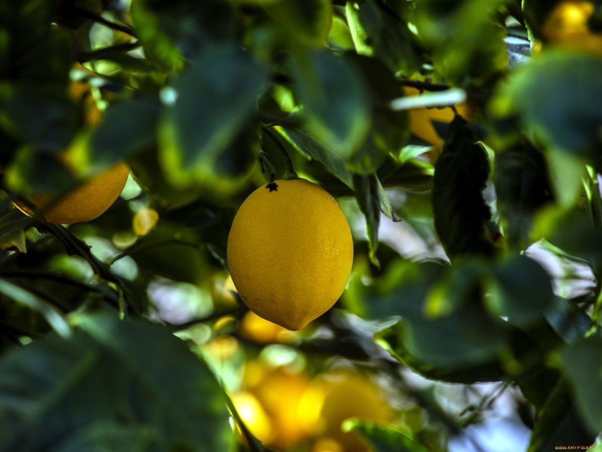 Листья лимонного дерева