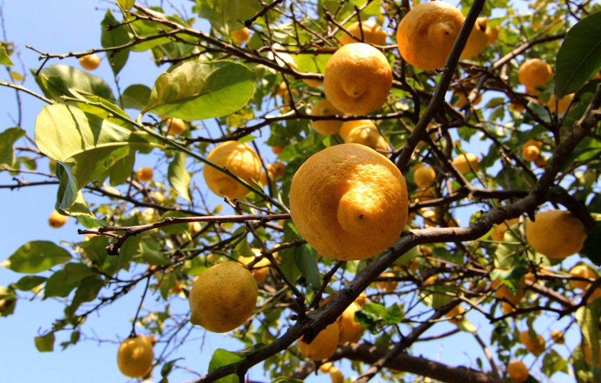 Цитрусовые плантации Португалии