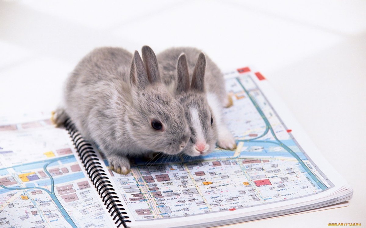 Кролик за ноутбуков