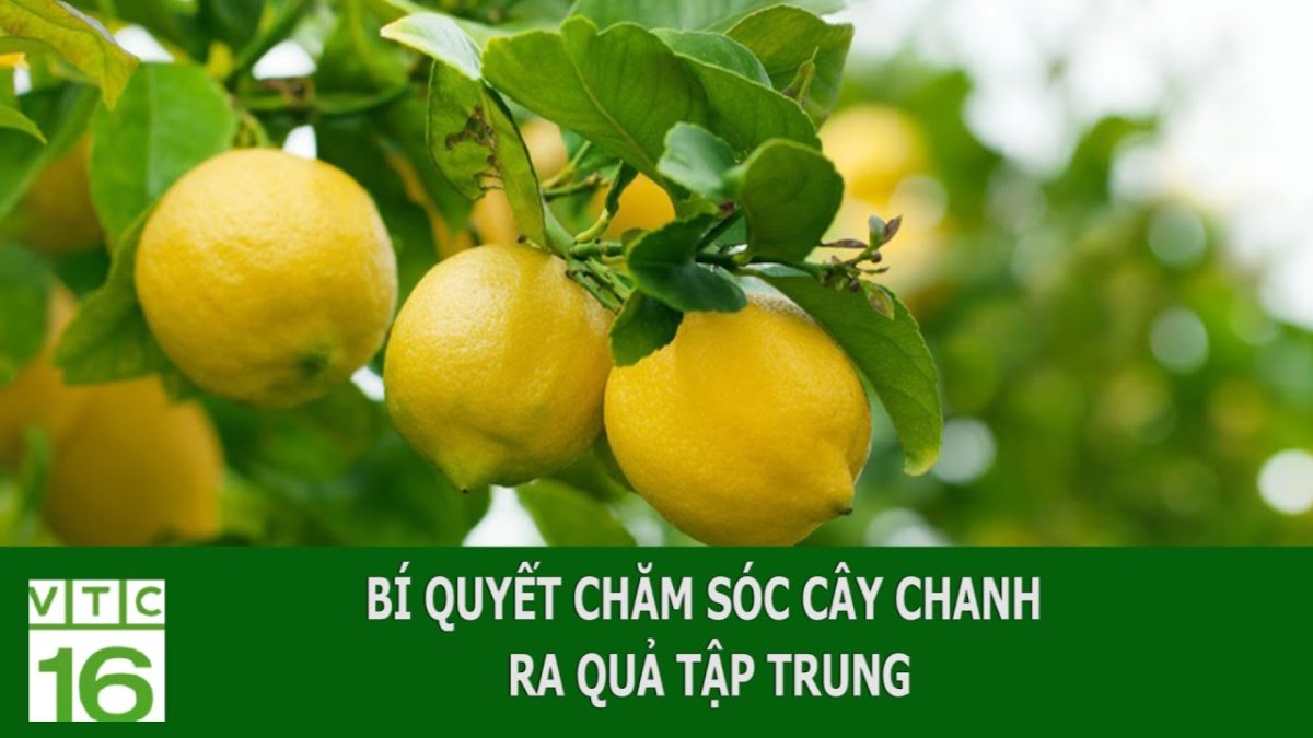 Солнце и лимоны на ветке