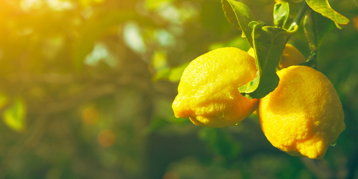 Цитрусовые плантации Калифорнии