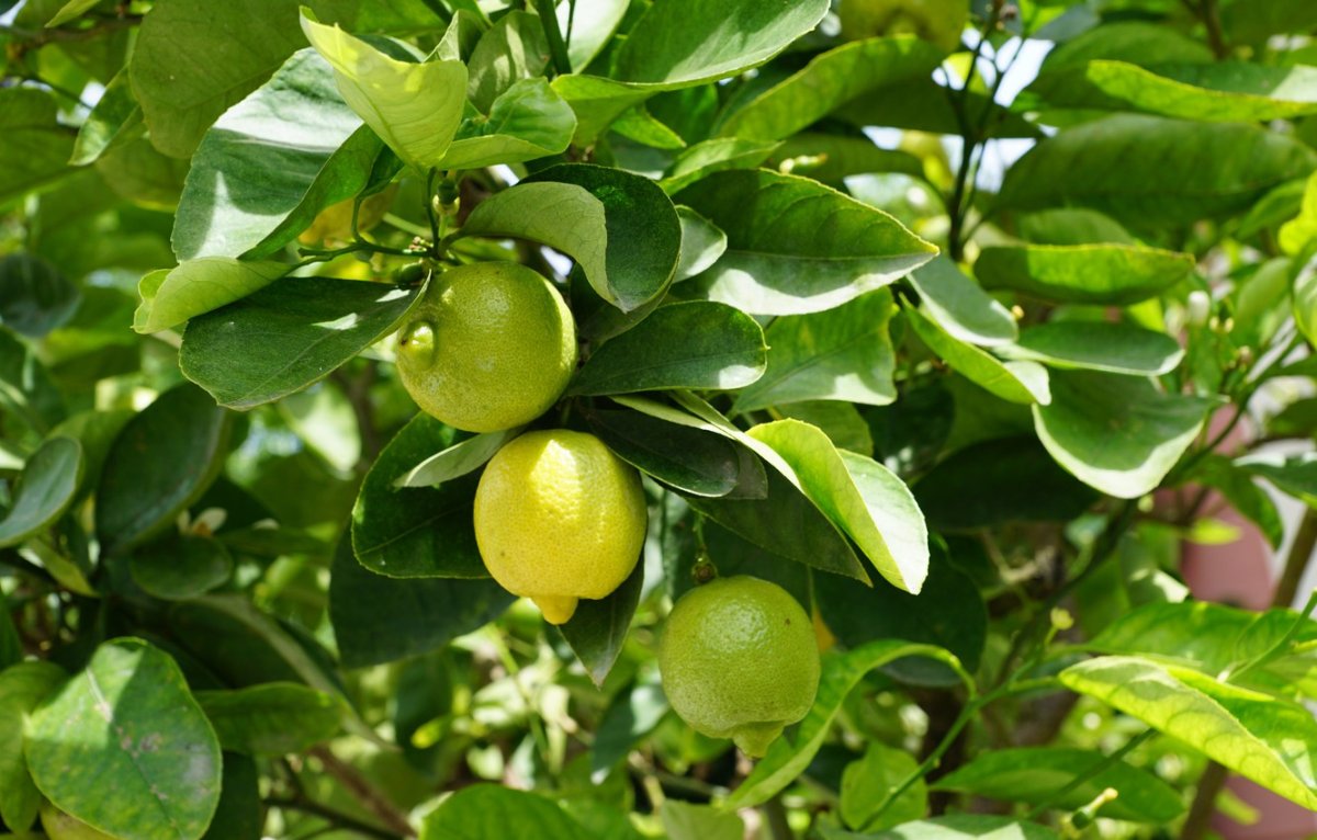 Виталий Уржумов