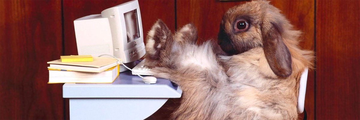 Заяц за компом