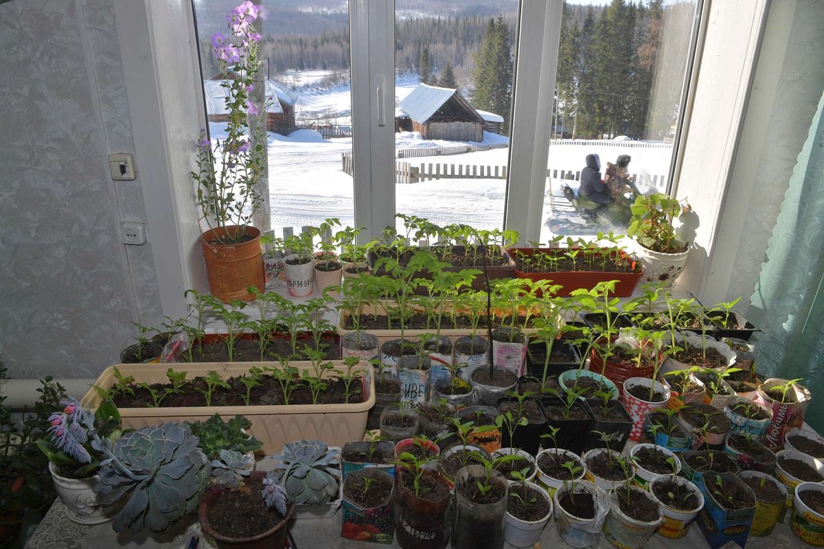 Рассада на подоконнике в стаканчиках