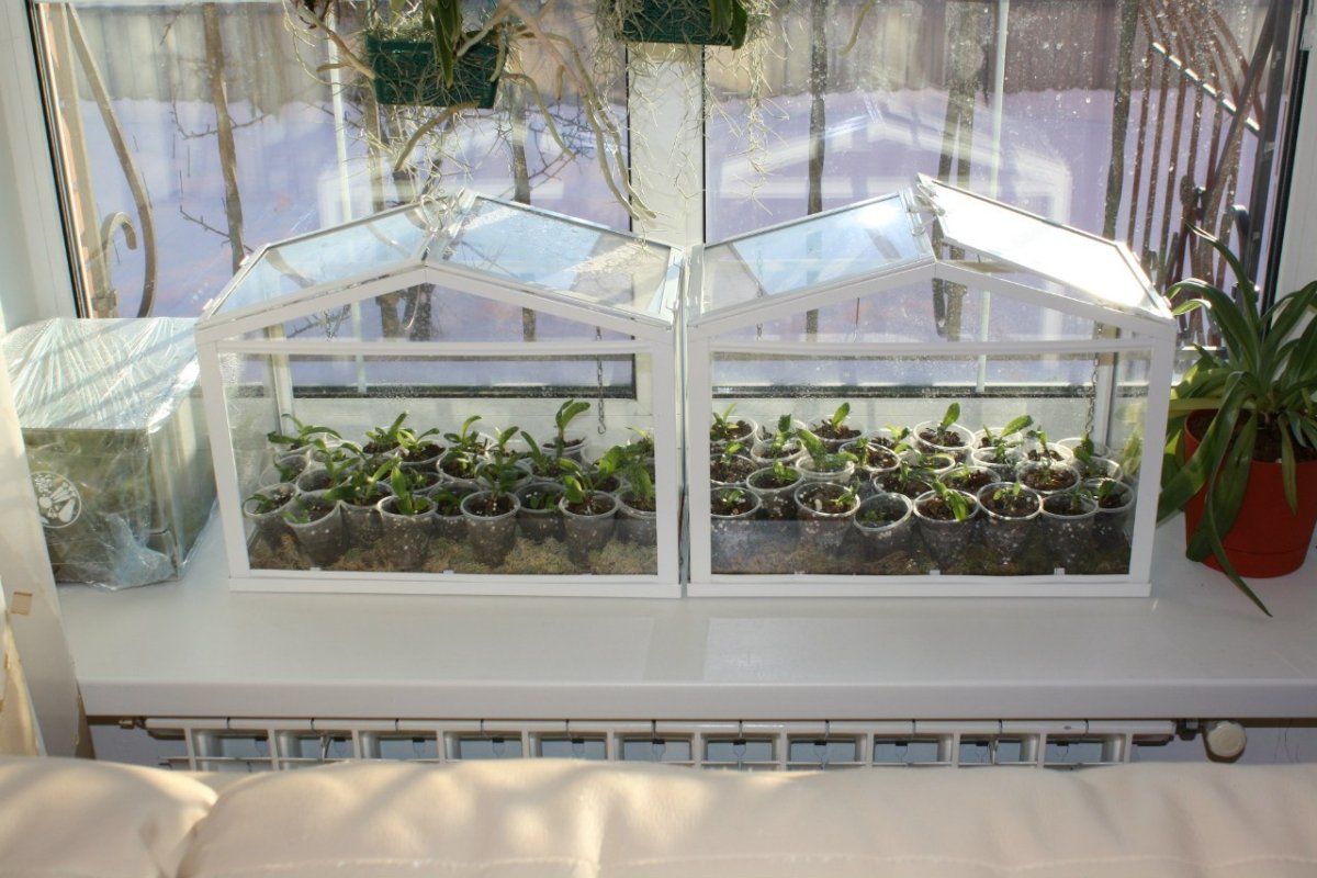 Мини теплица на подоконник