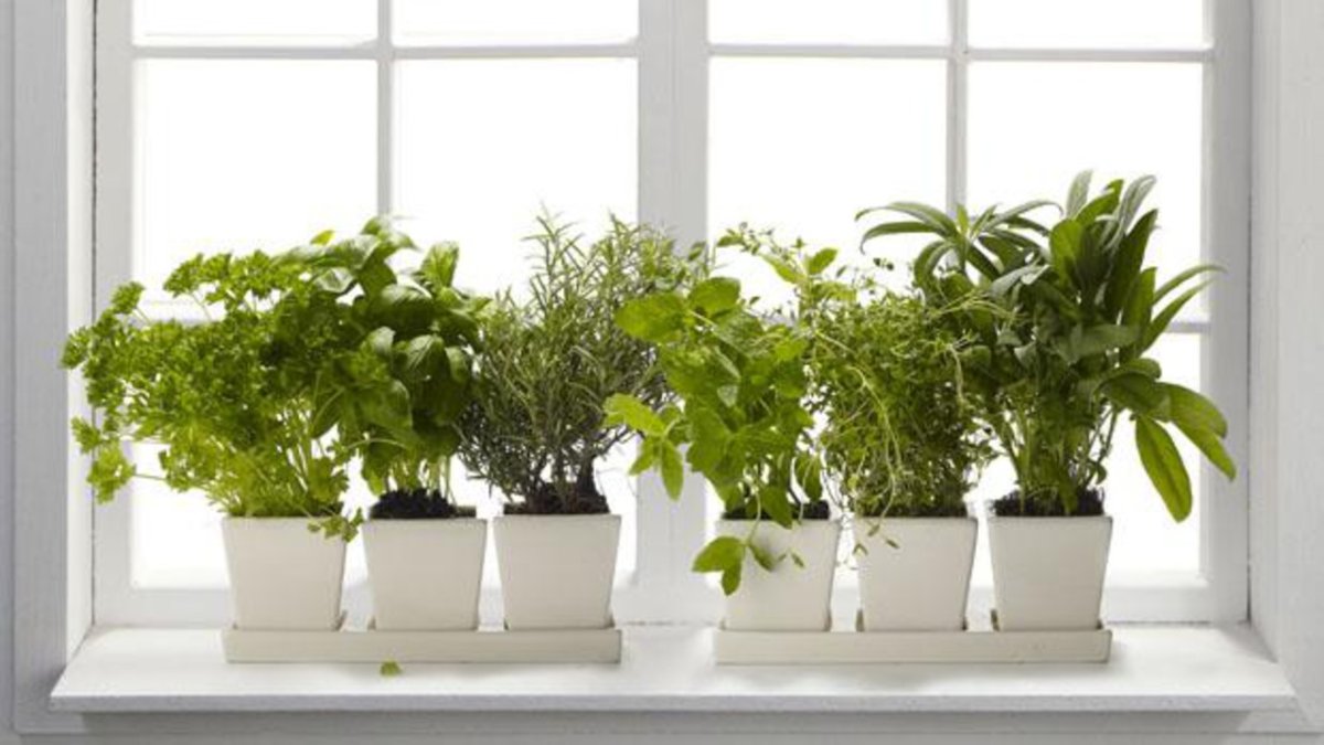 Зимний огород на подоконнике