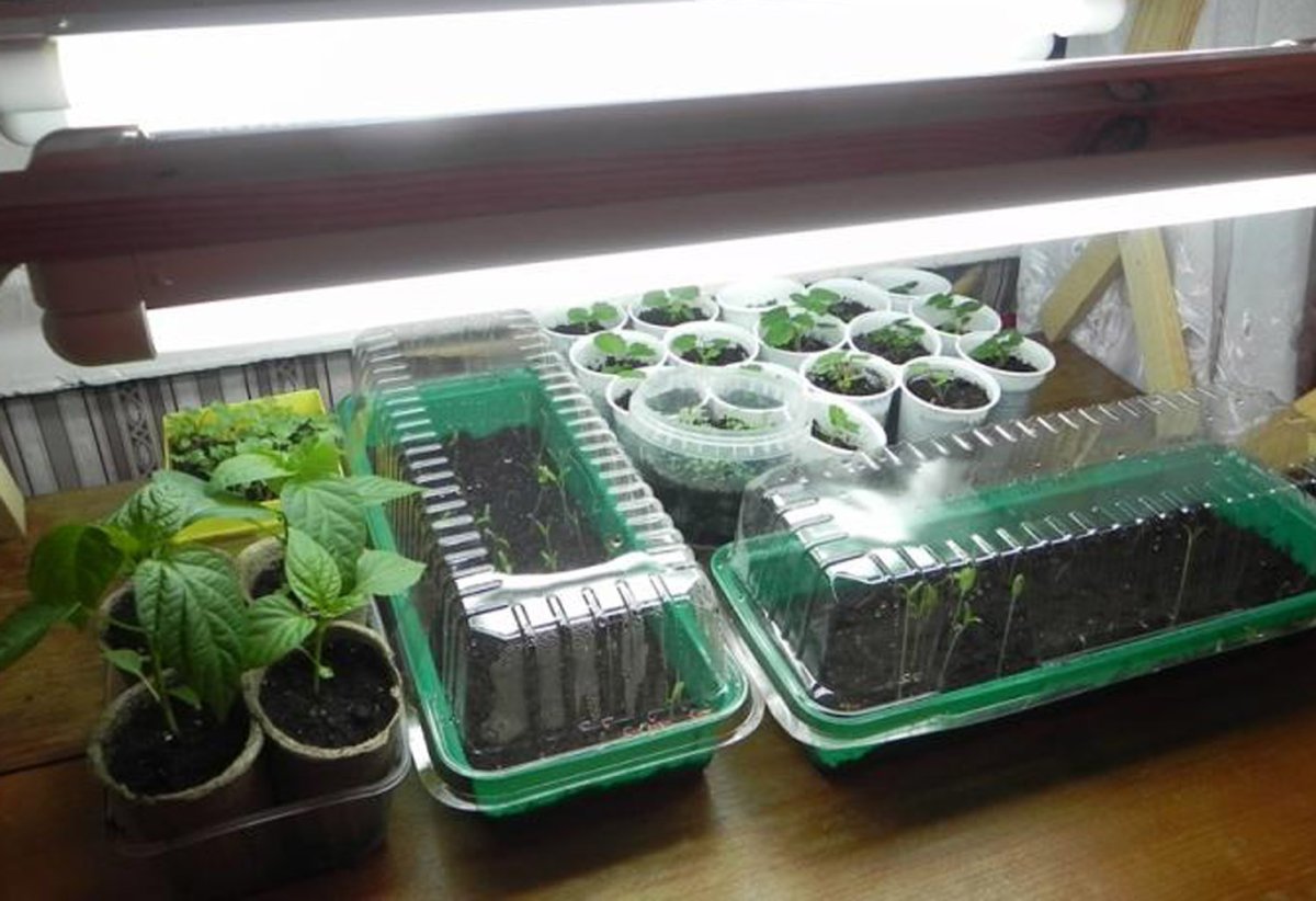 Досветка рассады петунии