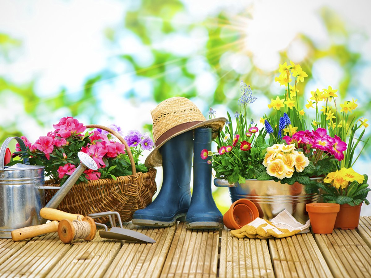 Фоны дела дачные