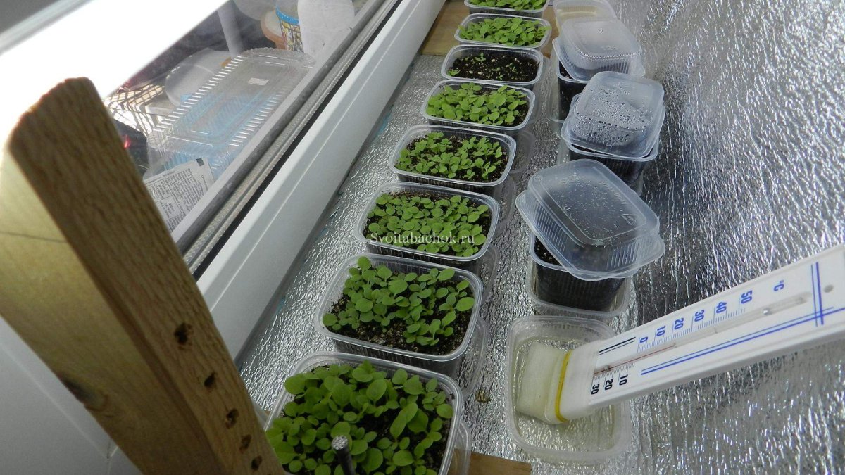 Досветка рассады петунии