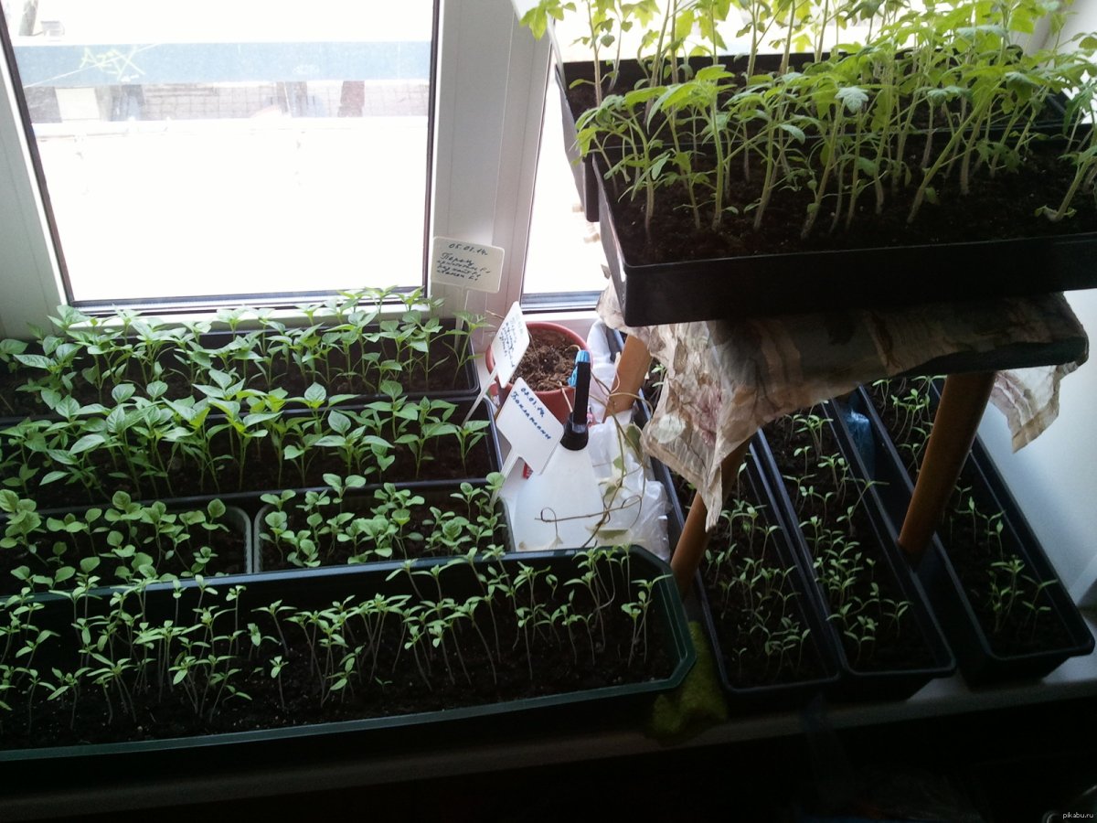 Рассада на подоконнике