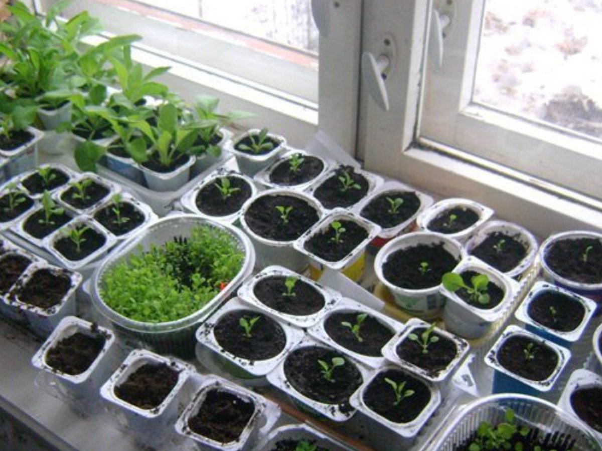 Рассада на подоконнике