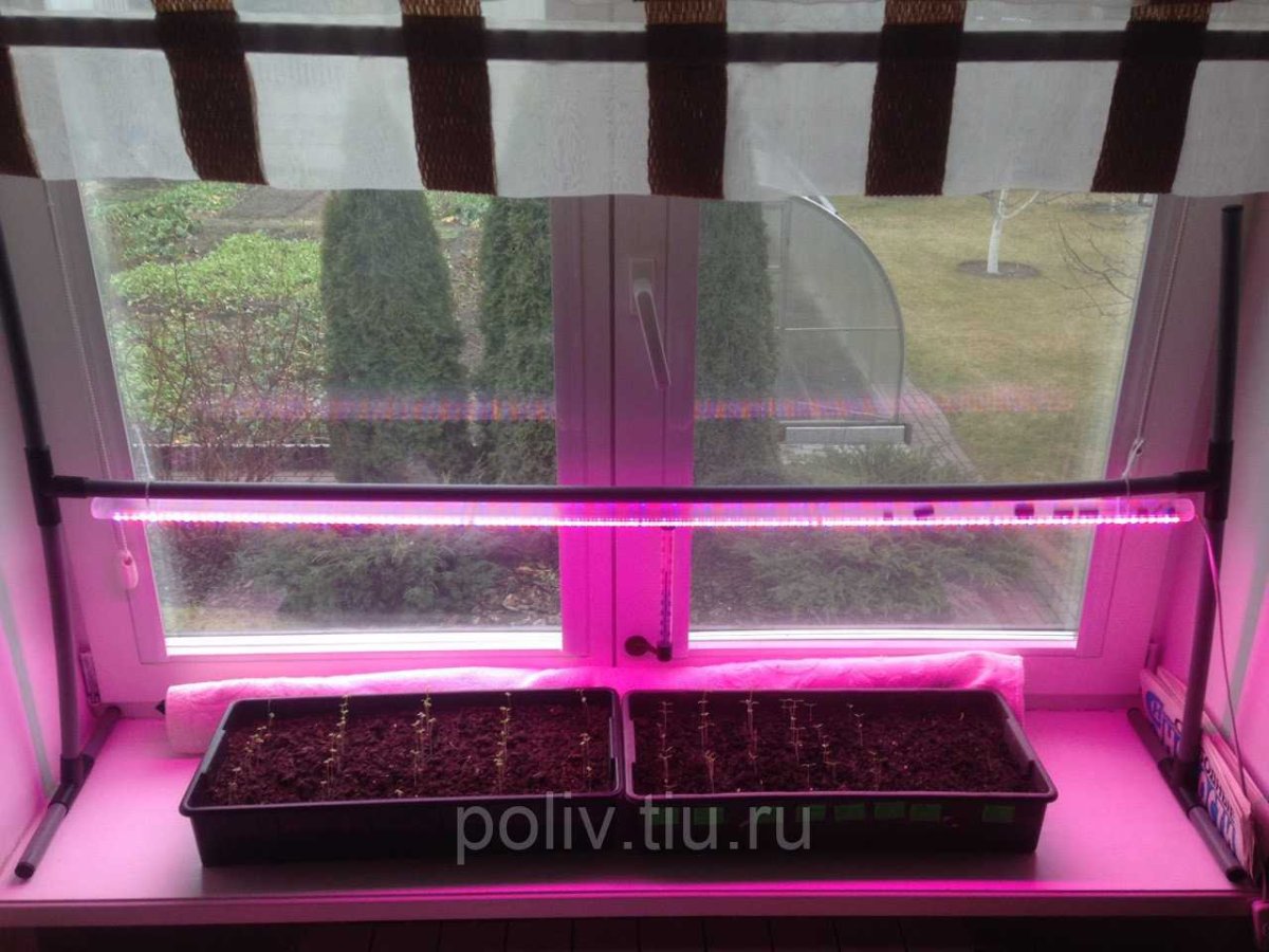 Фитосветильник "сябар Светлячок"