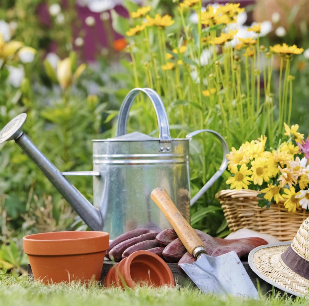 Дачник карикатура