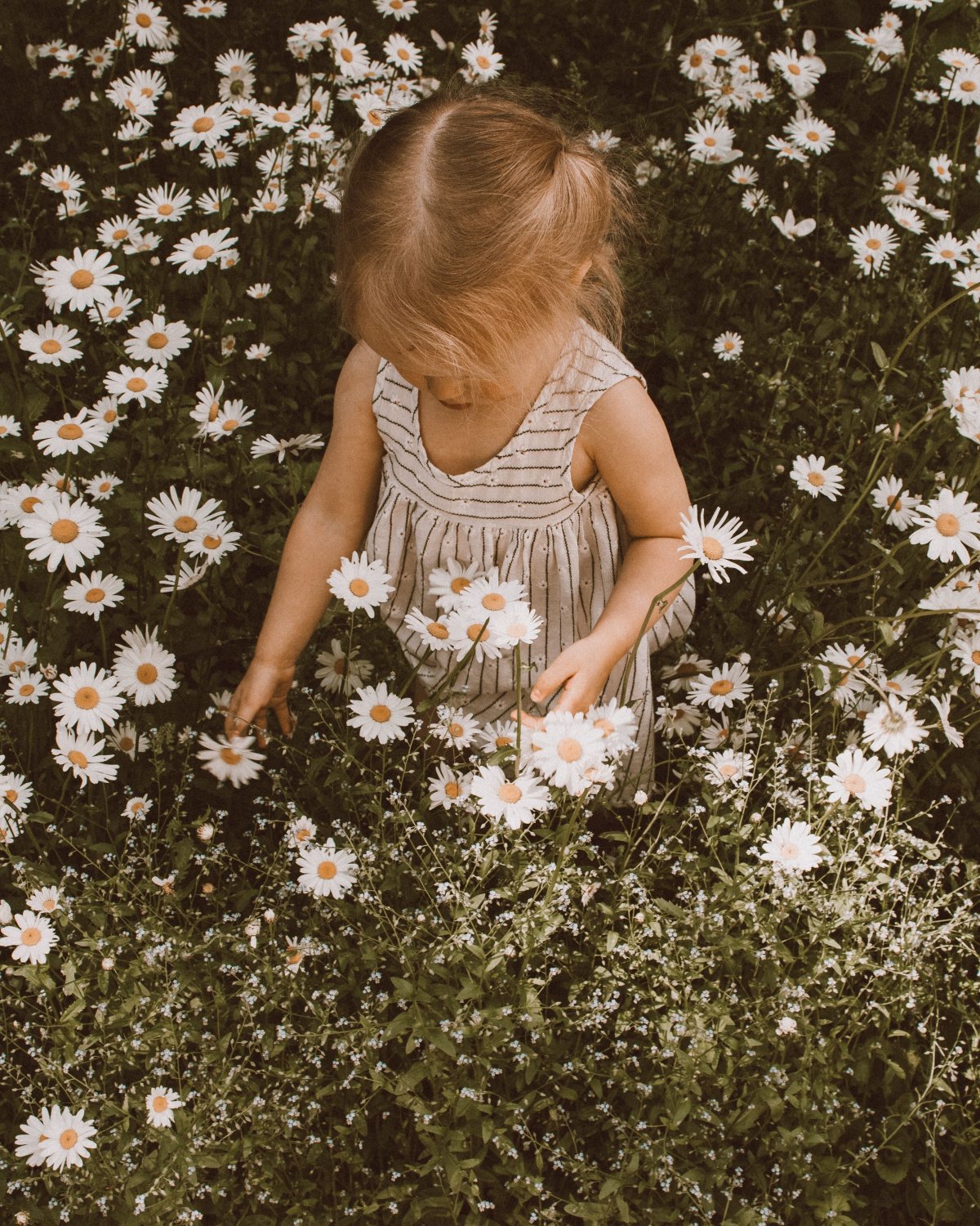 Букет ромашек в руках