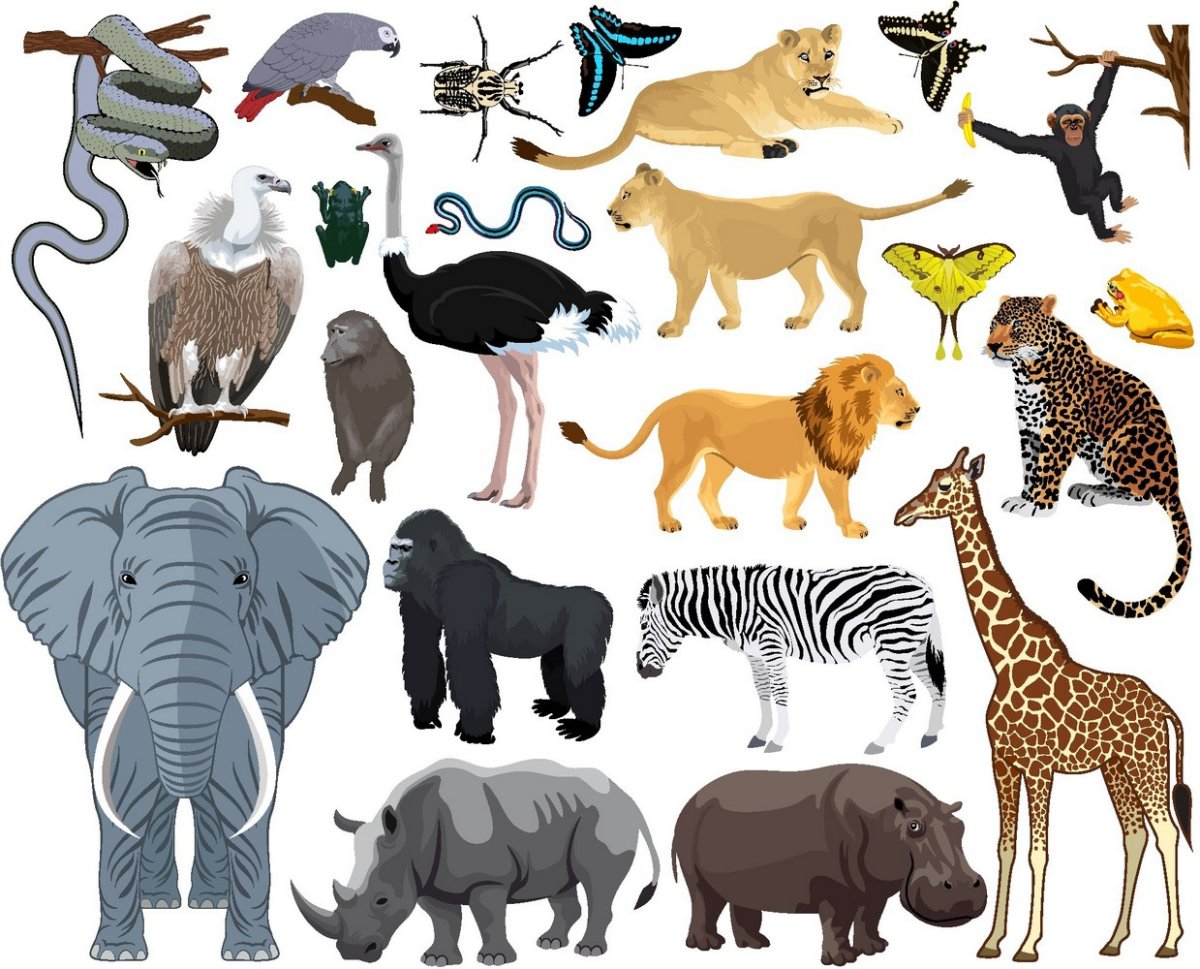 Плакат на тему животные Африки