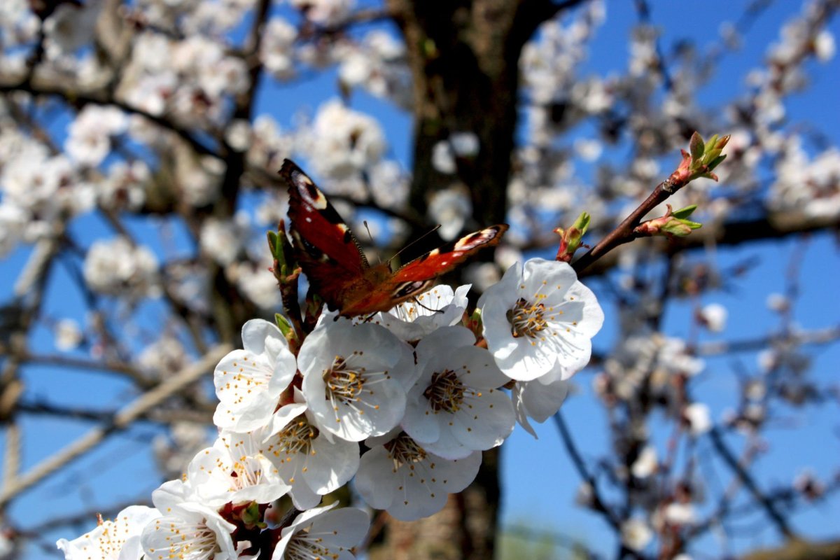 Весна природа