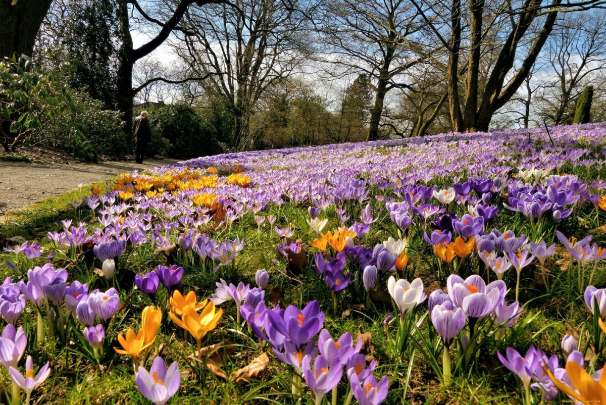 Цветочная Поляна