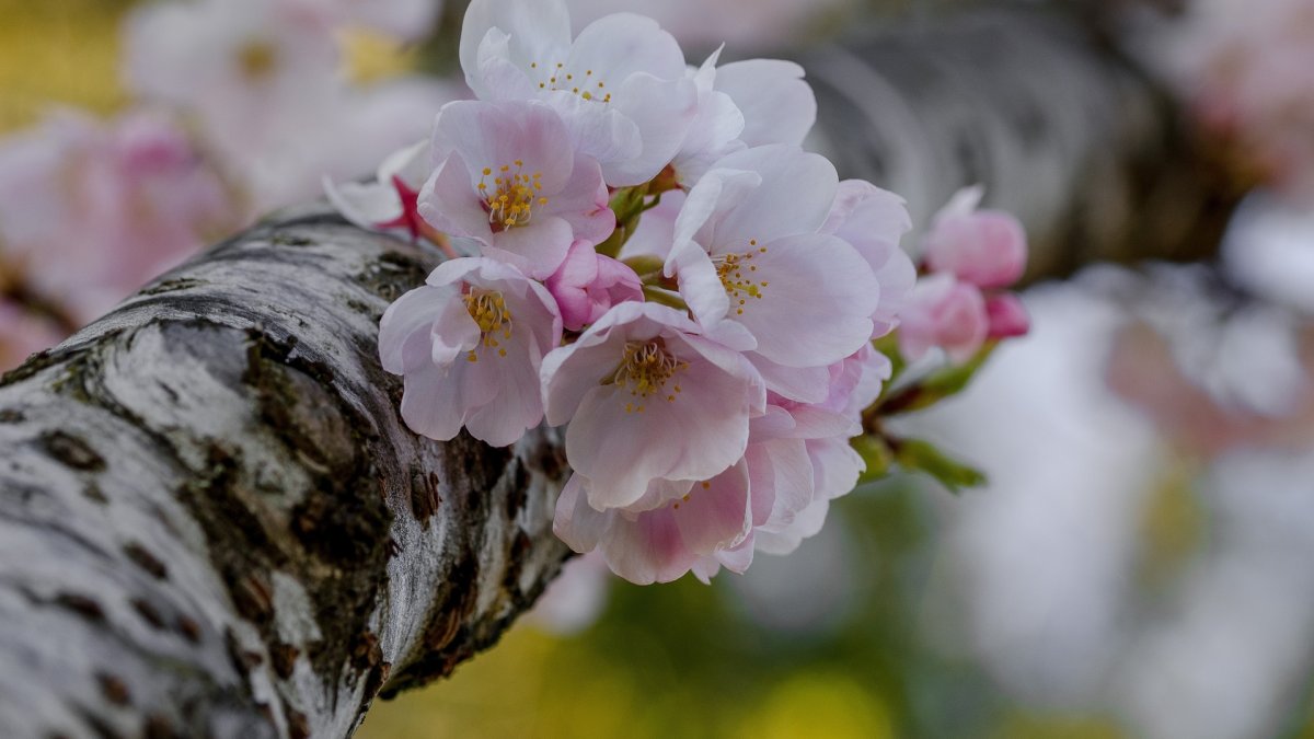 Сакура цветение растения
