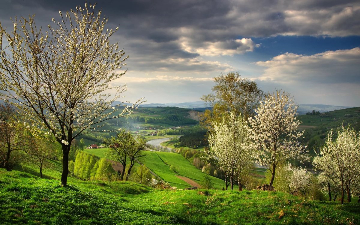 Цветущий луг Йеллоустоун