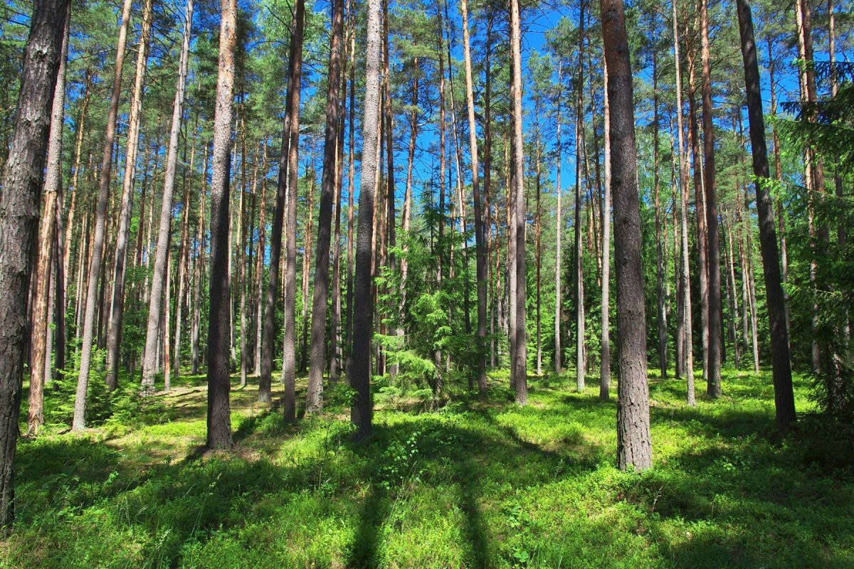 Беловежская пуща озеро