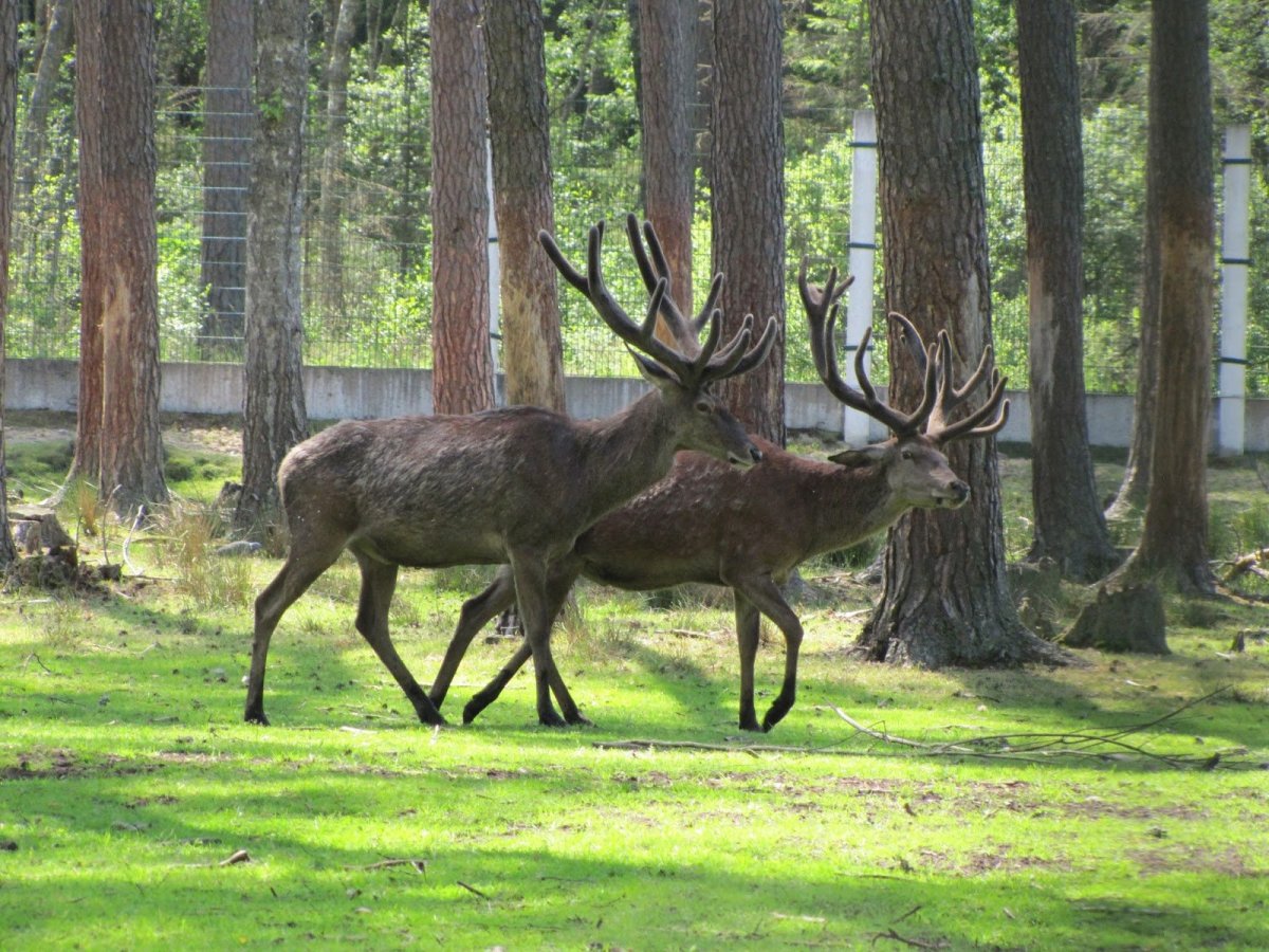 Беловежская пуща заповедник