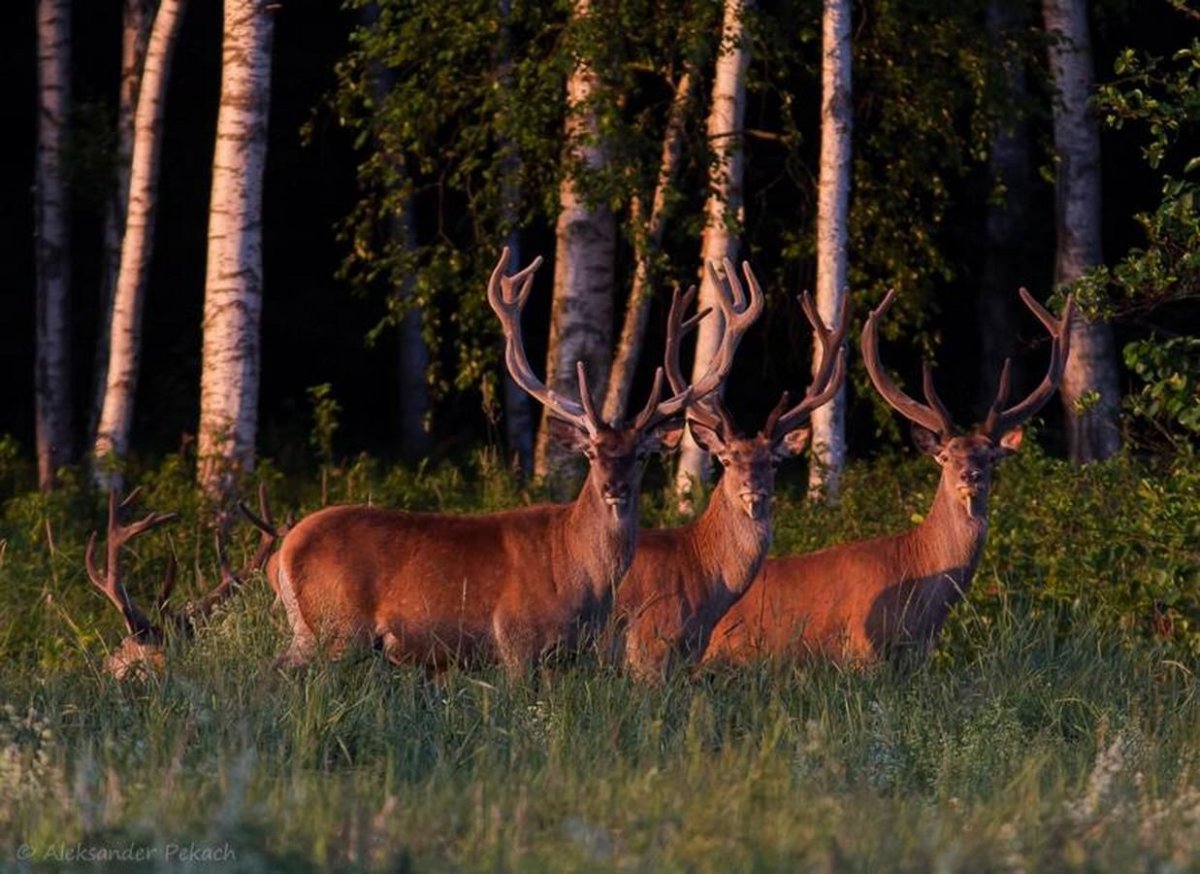 Беловежская пуща