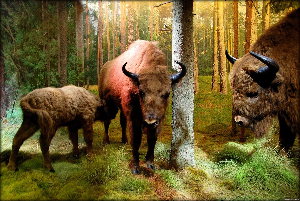 Беловежская пуща