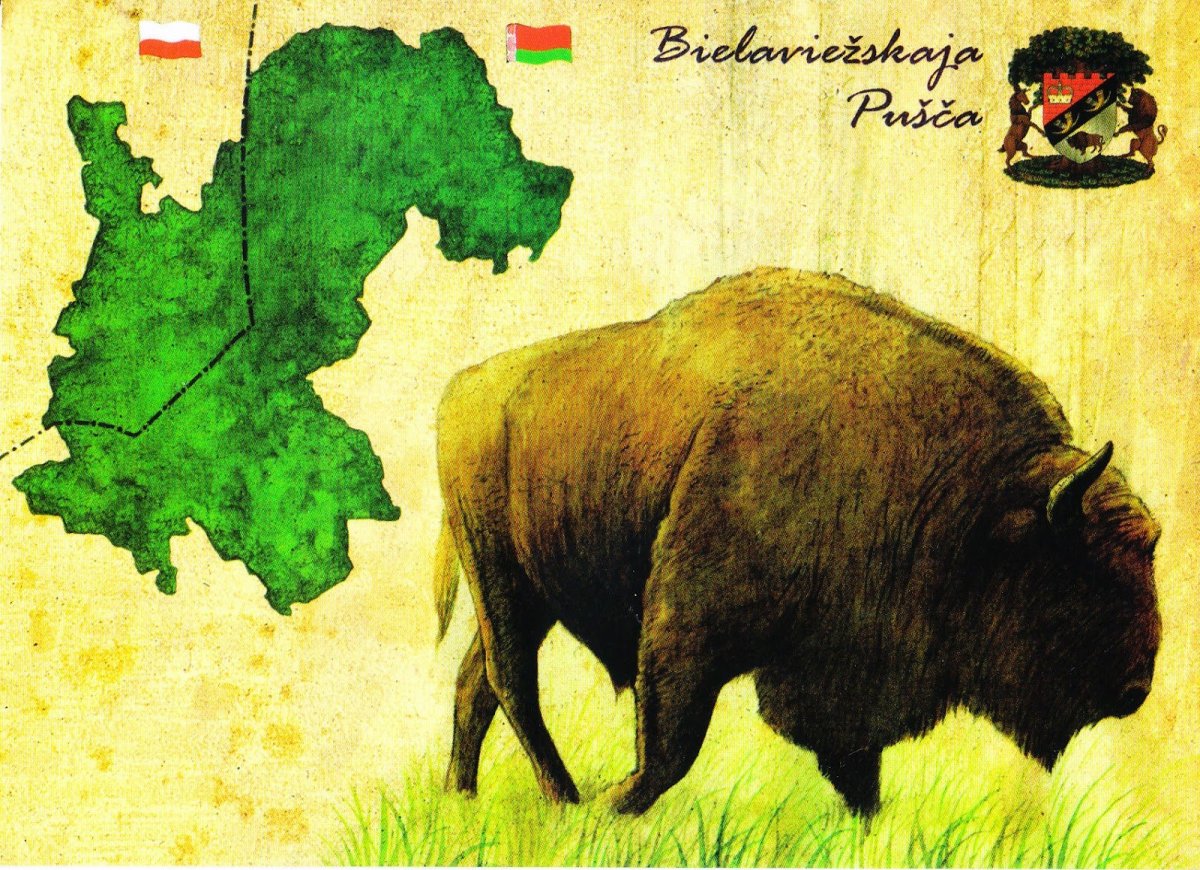 Беларусь символ Беловежская пуща