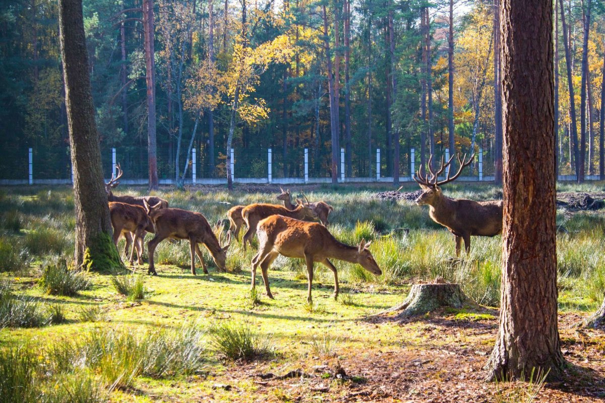 Беловежская пуща из Минска