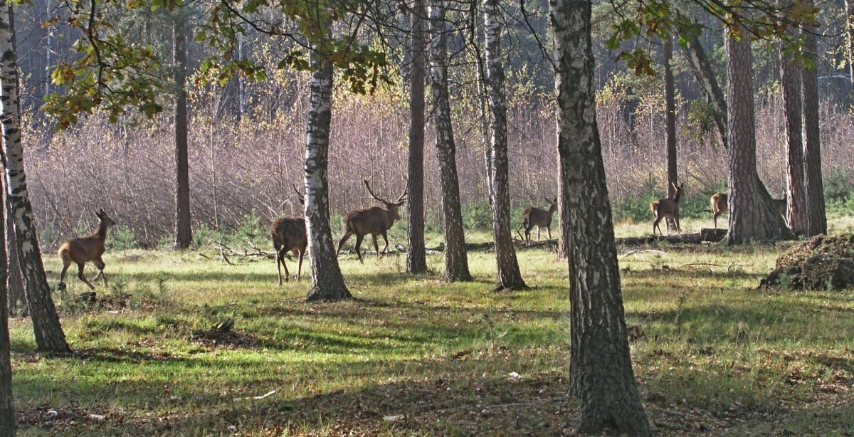 Белоруссия Беловежская пуща