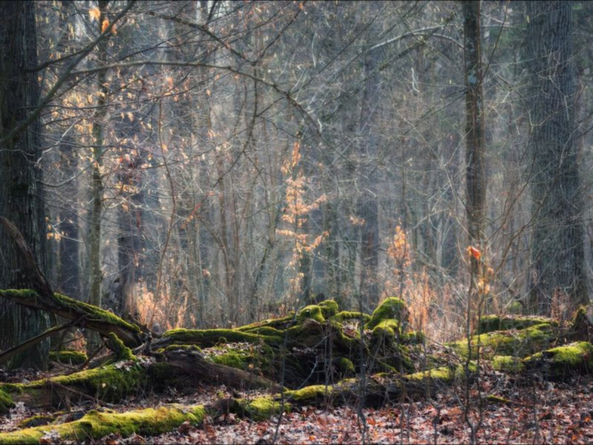 Беловежская пуща национальный парк