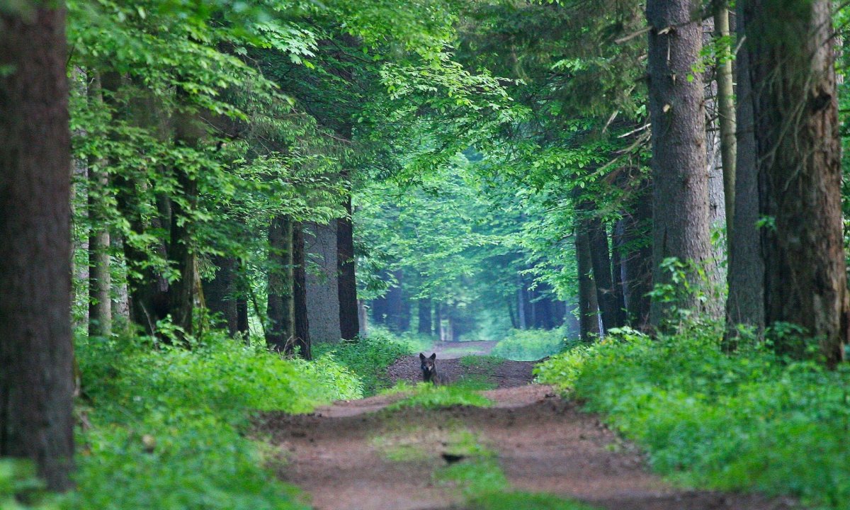 Беловежская пуща Польша
