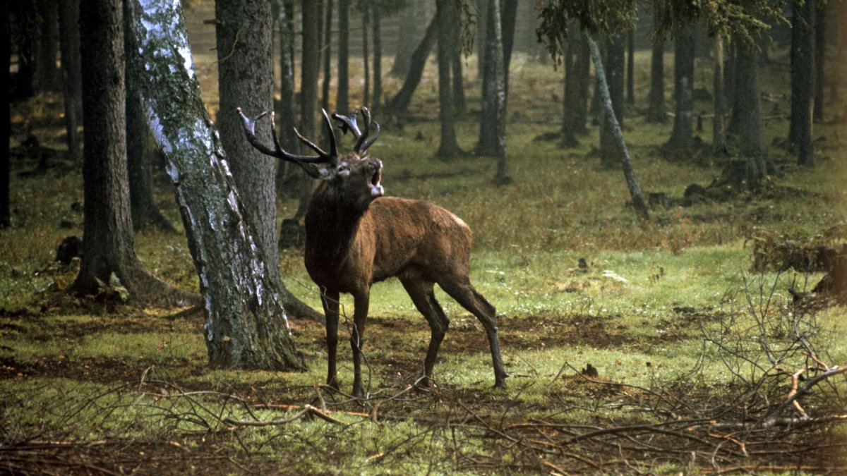 Беловежская пуща Лось