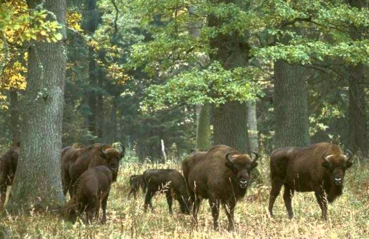 Беловежская пуща лес