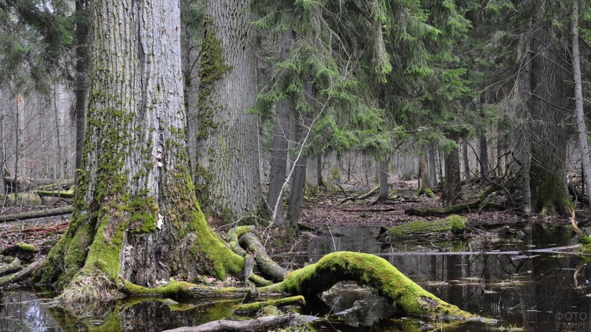 Беловежская пуща Флора