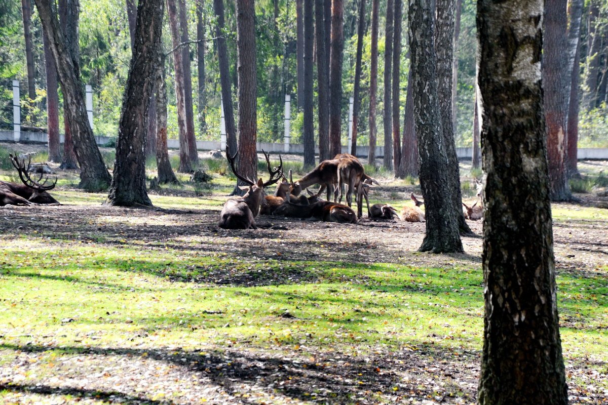 Беловежск город