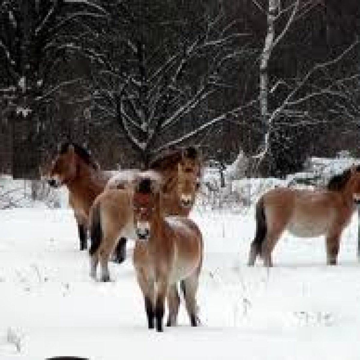 Лагерь в Беларуси Беловежская пуща