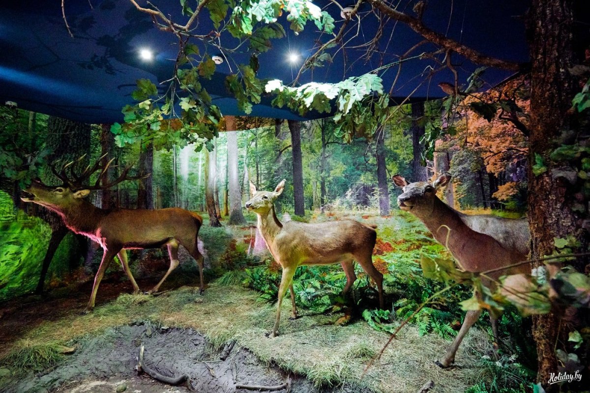 Беловежская пуща