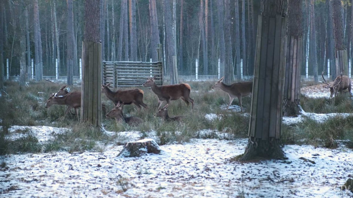 Беловежская пуща