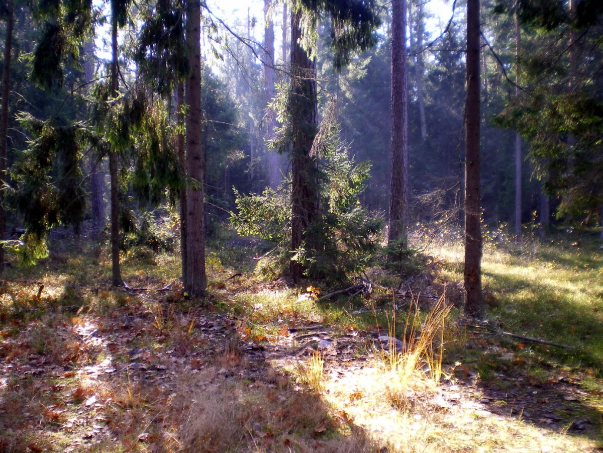 Лозымская пуща Экопарк